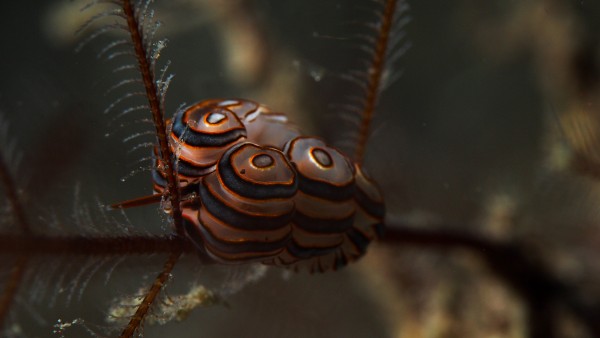 Donut Nudibranch by Michael Brown